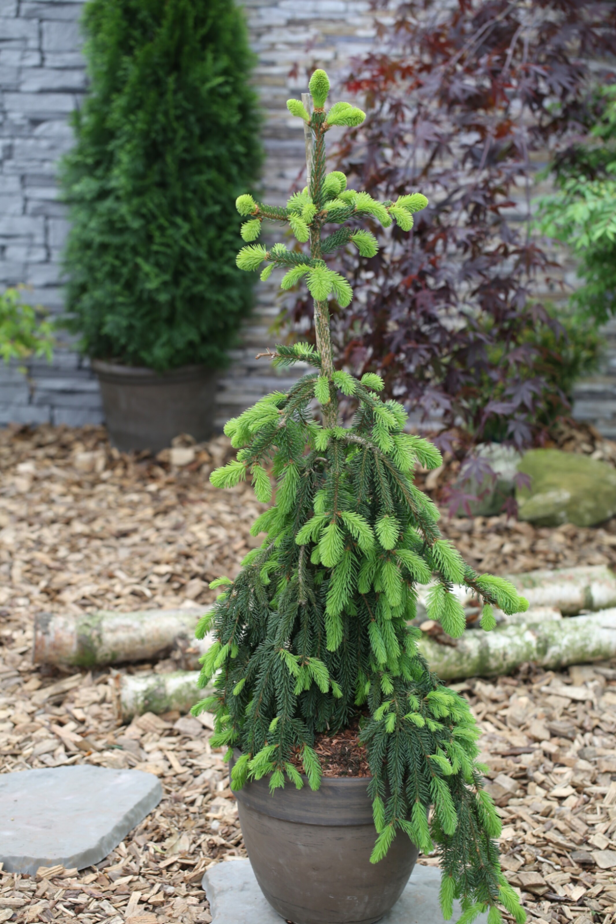 Ель обыкновенная Инверса